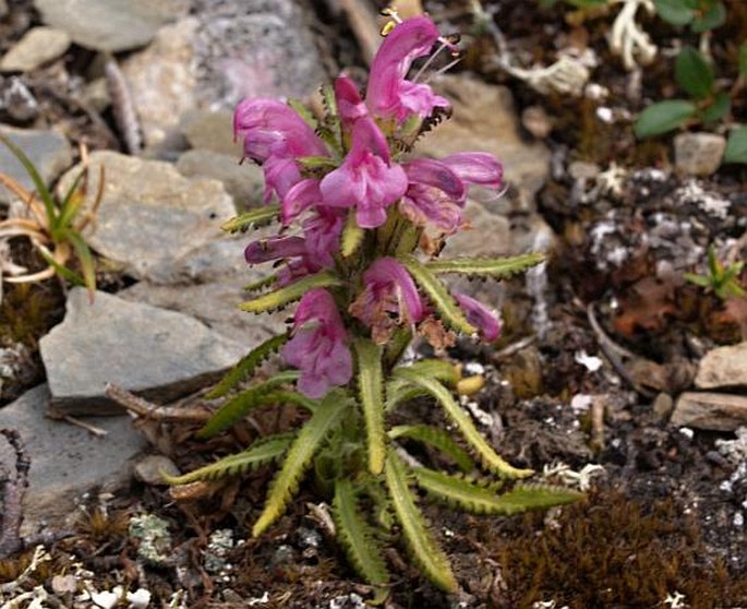 Pedicularis langsdorffii