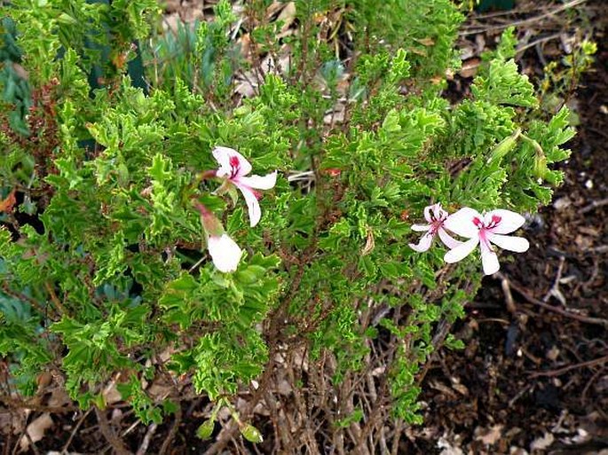 Pelargonium hermanniifolium