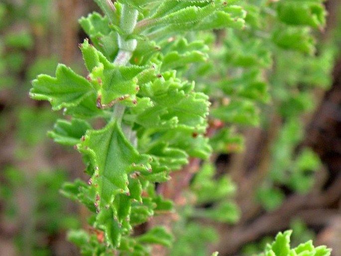 Pelargonium hermanniifolium