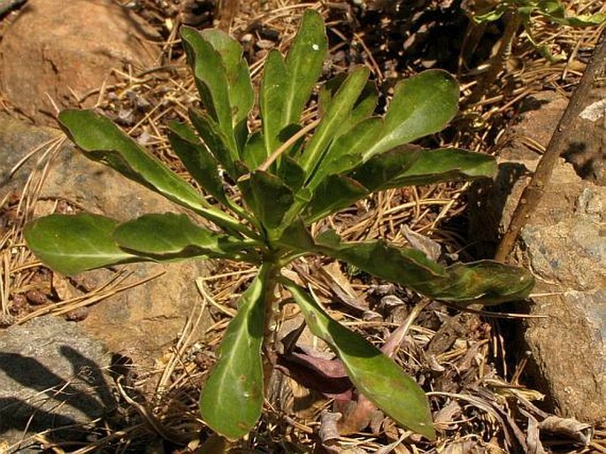 Peltaria emarginata