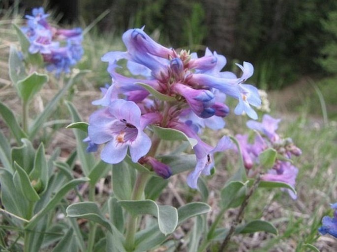 PENSTEMON NITIDUS Douglas ex Benth. – dračík lesklý