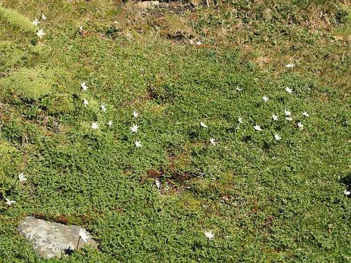 Perezia magellanica