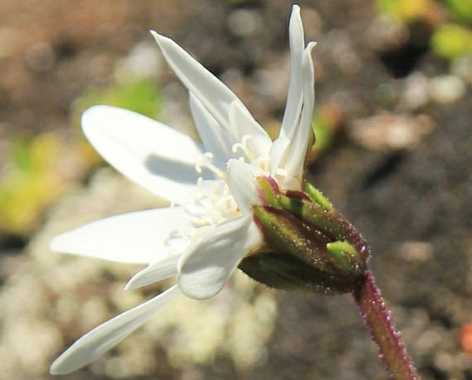 Perezia magellanica