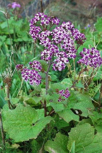 Pericallis papyracea