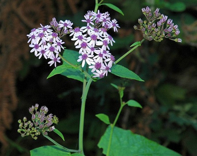 Pericallis papyracea