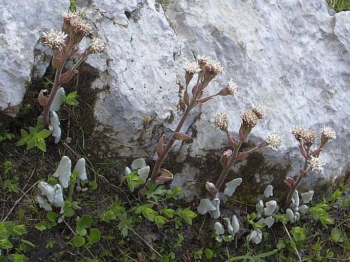 PETASITES DOERFLERI Hayek – devětsil / deväťsil