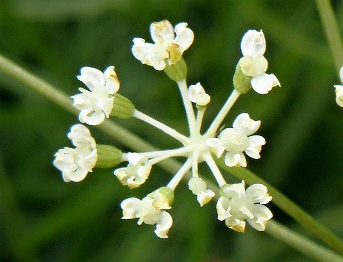 Peucedanum schottii