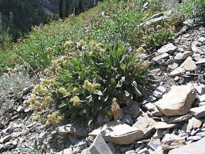 Phacelia hastata