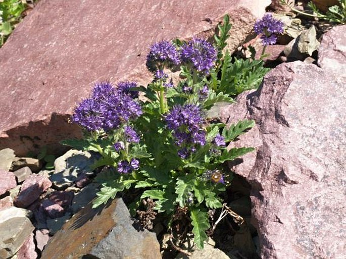 Phacelia lyallii