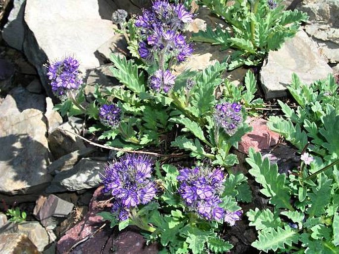 Phacelia lyallii