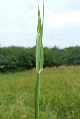 Phalaris canariensis