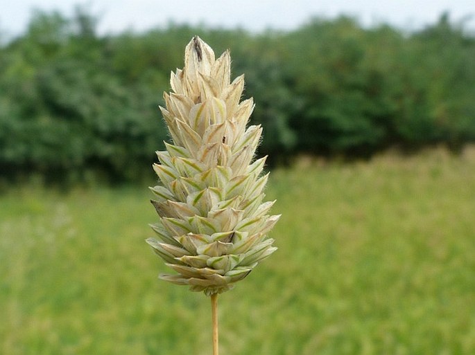 PHALARIS CANARIENSIS L. – chrastice kanárská / lesknica kanárska