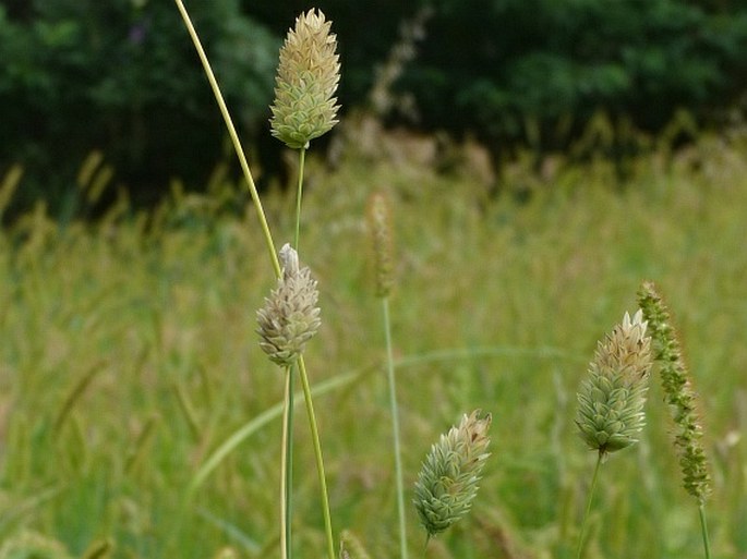 Phalaris canariensis