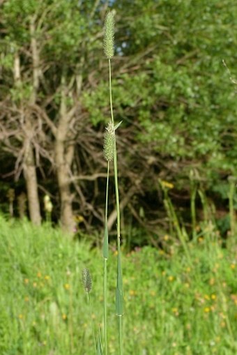 Phleum pratense