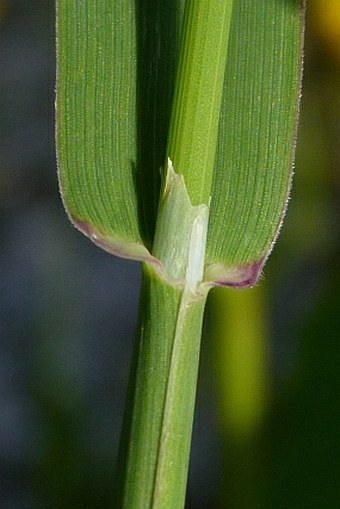 Phleum pratense