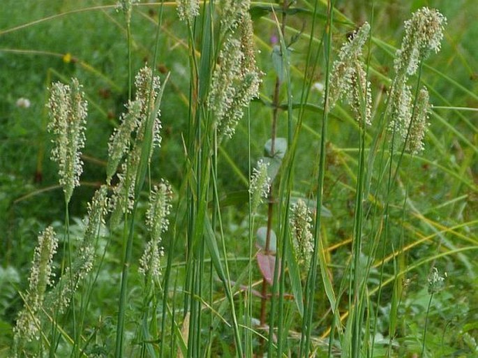 PHLEUM PRATENSE L. – bojínek luční / timotejka lúčna