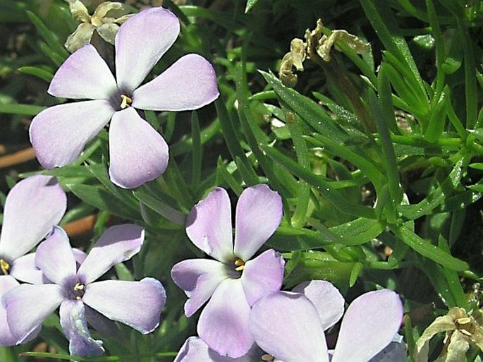 Phlox diffusa