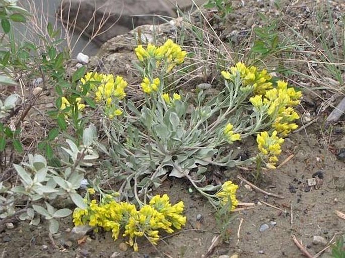 PHYSARIA DIDYMOCARPA (Hook.) A. Gray