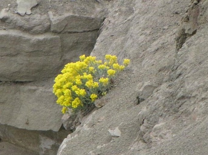 Physaria didymocarpa