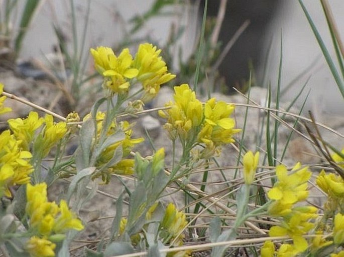 Physaria didymocarpa