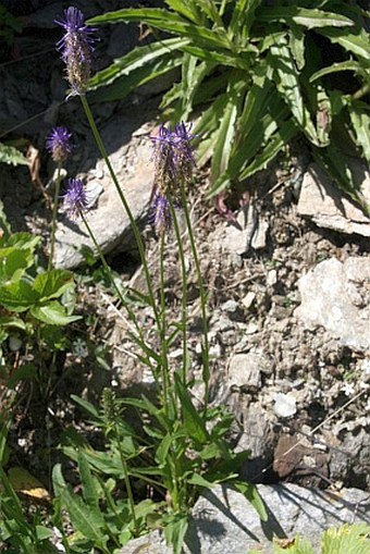 Phyteuma betonicifolium