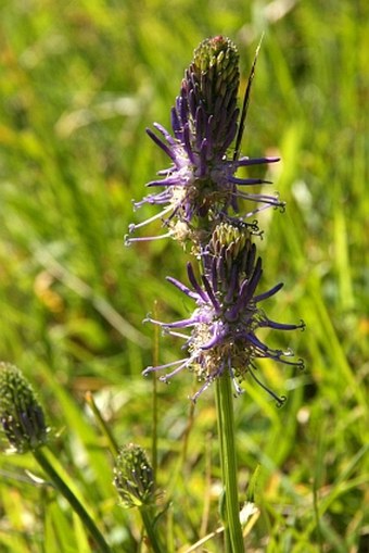 Phyteuma betonicifolium