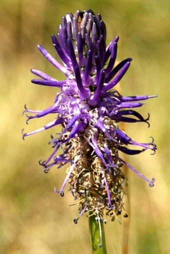 Phyteuma betonicifolium