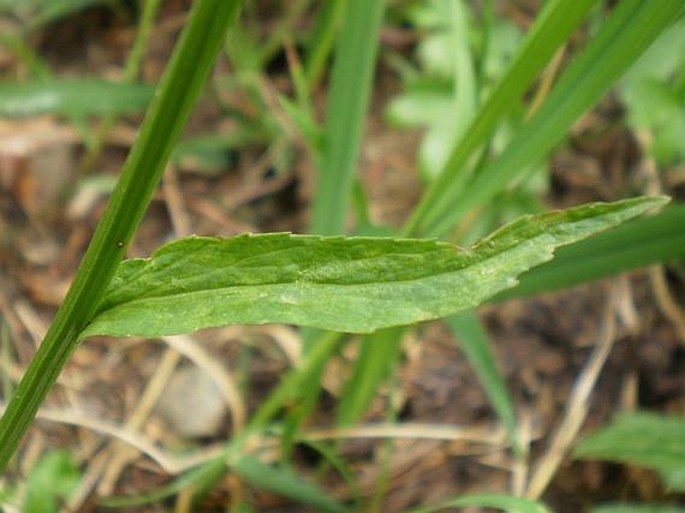 Phyteuma tetramerum