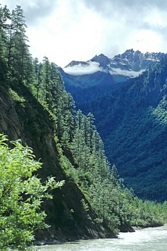 Pinus wallichiana subsp. bhutanica