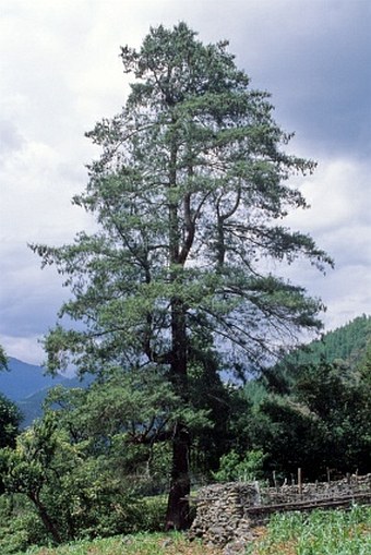 Pinus wallichiana subsp. bhutanica