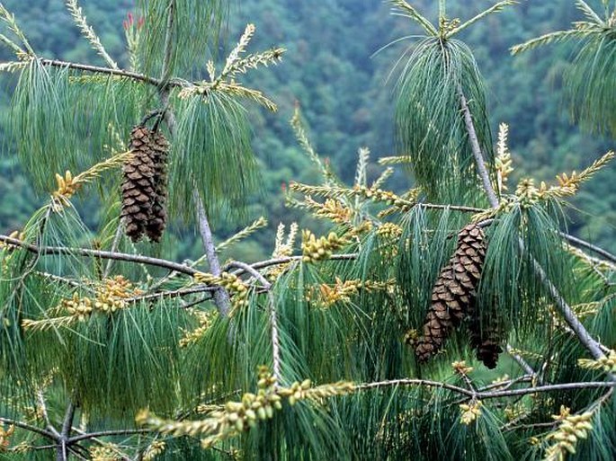 PINUS WALLICHIANA subsp. BHUTANICA (Grierson et al.) Businský – borovice himálajská východní