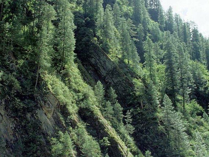 Pinus wallichiana subsp. bhutanica