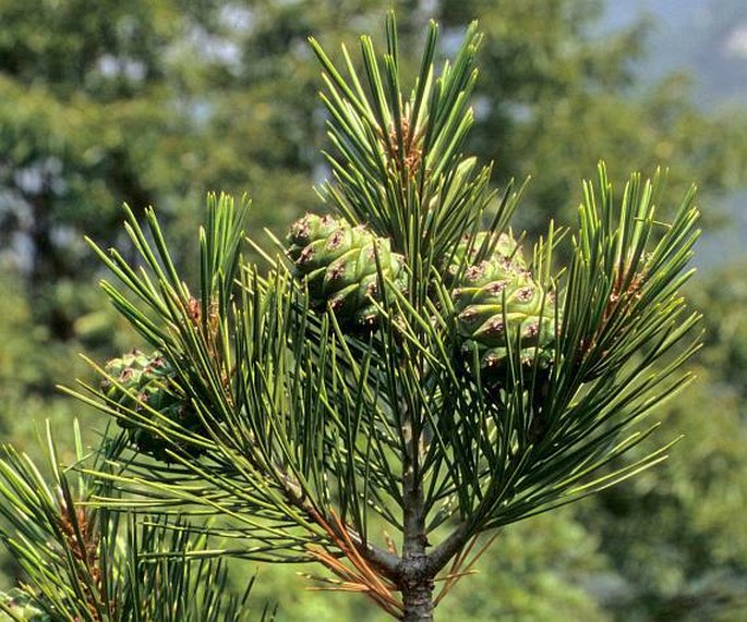 PINUS BUNGEANA Zucc. ex Endl. – borovice Bungeova / borovica