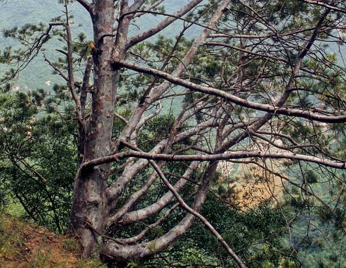 Pinus bungeana