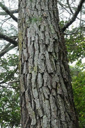 Pinus fragilissima