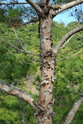 Pinus fragilissima