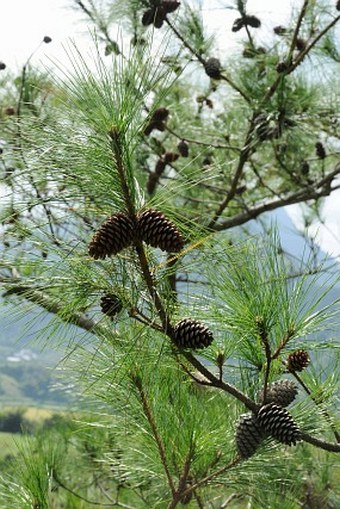 Pinus fragilissima