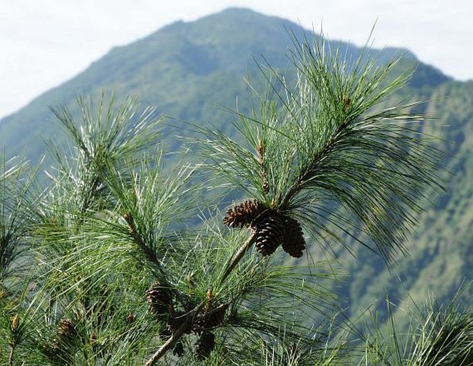 PINUS FRAGILISSIMA Businský – borovice křehká / borovica