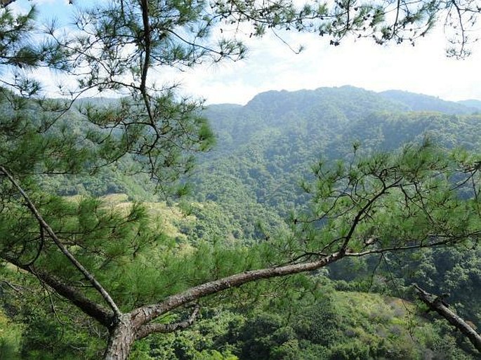 Pinus fragilissima