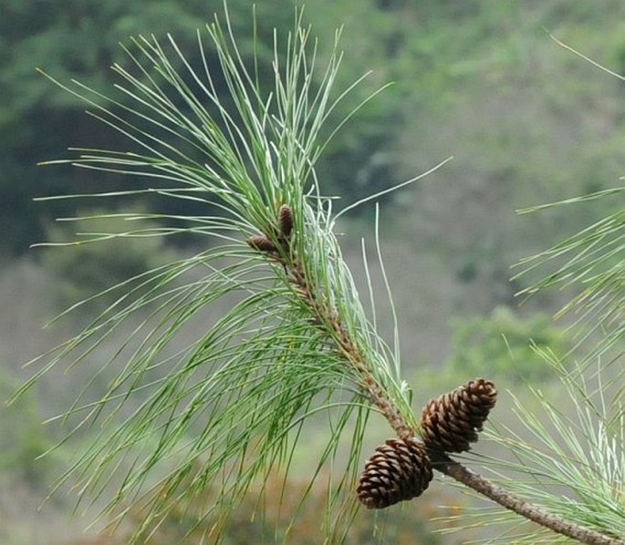 Pinus fragilissima