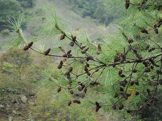 Pinus fragilissima