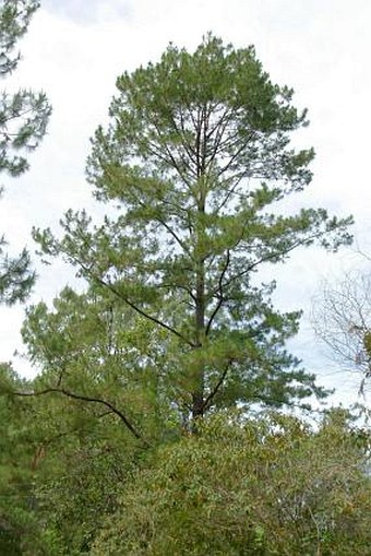 Pinus jaliscana