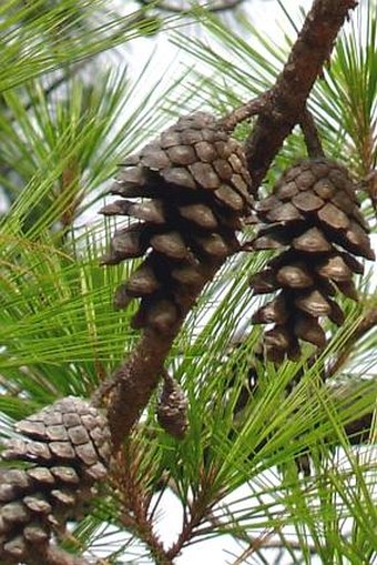 Pinus jaliscana