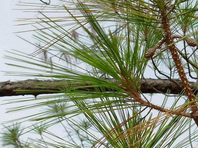 Pinus jaliscana