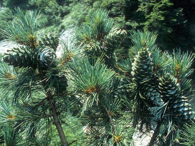 Pinus koraiensis