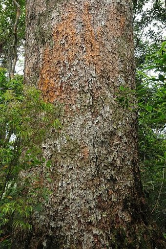 Pinus krempfii