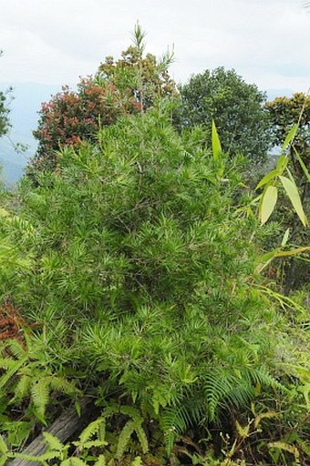 Pinus krempfii