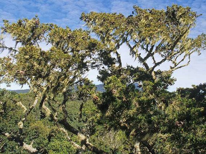 PINUS KREMPFII Lecomte – borovice Krempfova / borovica Krempfova