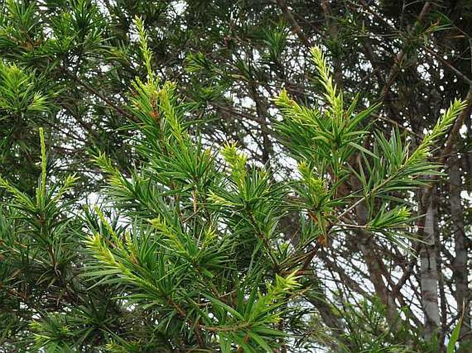 Pinus krempfii