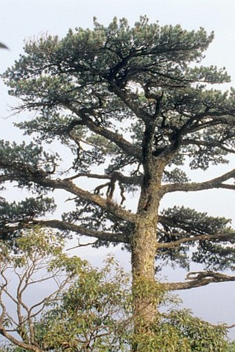 Pinus wangii subsp. kwangtungensis